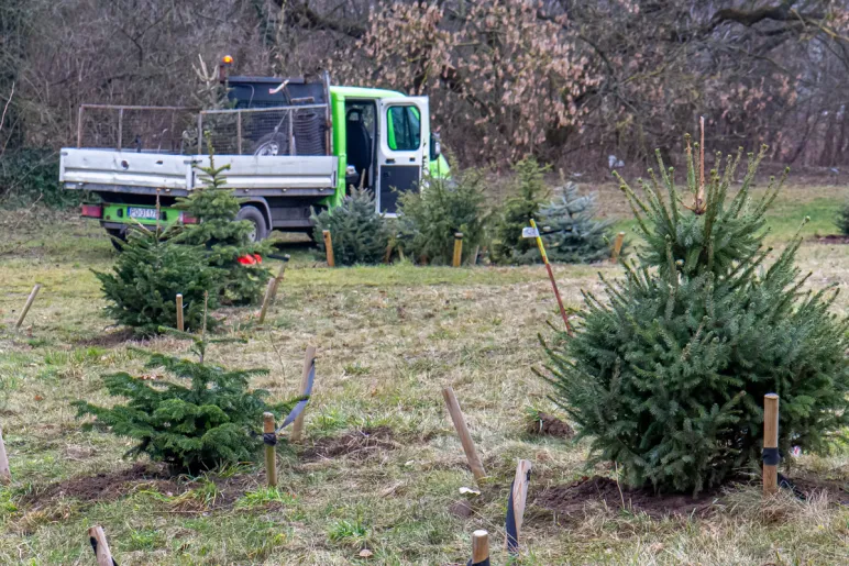 choinki zebrane pod Factory Poznań posadzone na Wzgórzu Papieskim